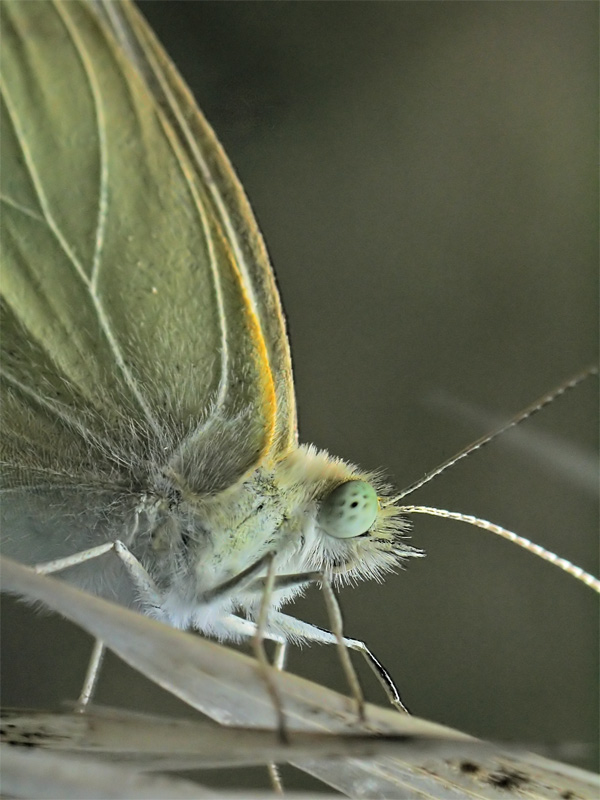 photo "***" tags: nature, macro and close-up, insect