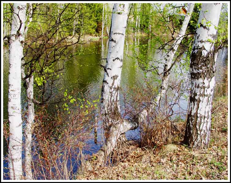 фото "Дачные березки" метки: пейзаж, весна