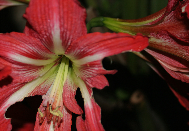 photo "*" tags: macro and close-up, 