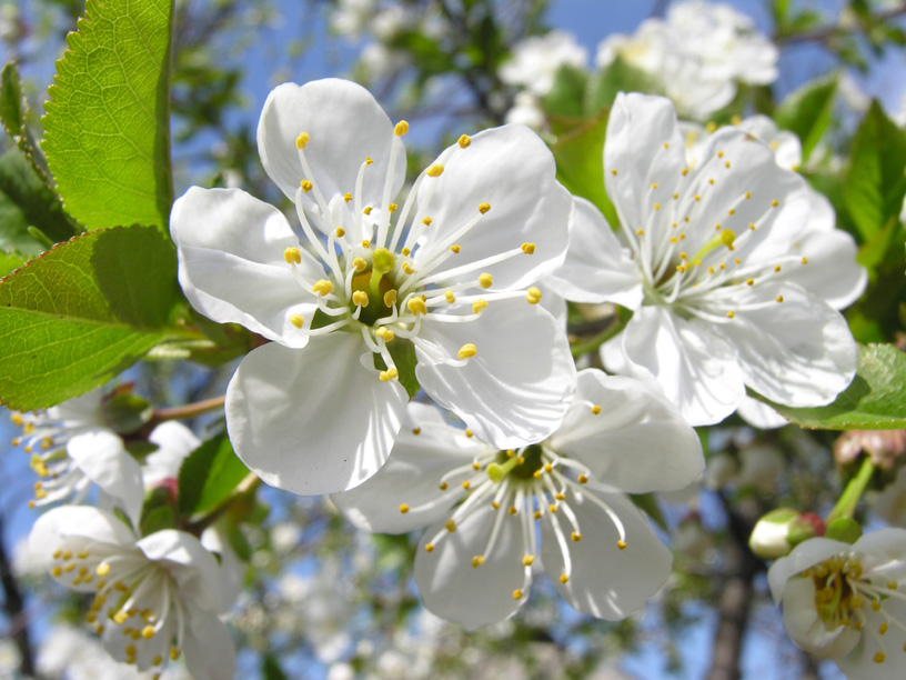 photo "Сherry tree in bloom" tags: landscape, spring