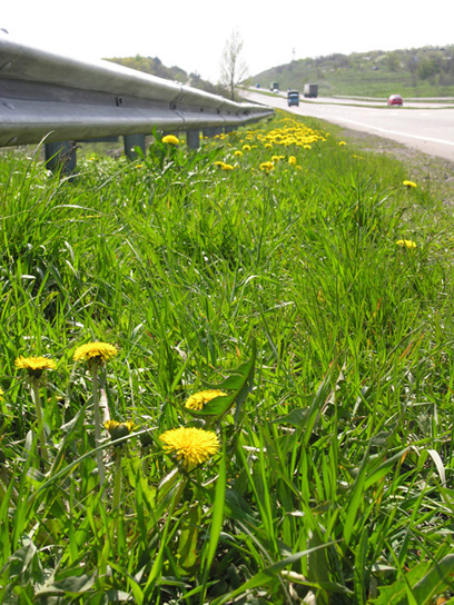 photo "Dandelions" tags: landscape, spring