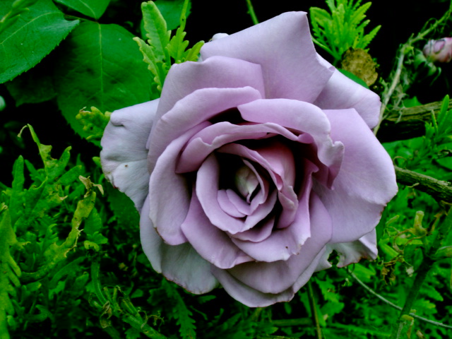 фото "violet rose" метки: природа, цветы