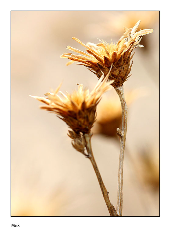 photo "***" tags: macro and close-up, nature, flowers