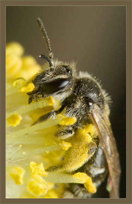 photo "***" tags: macro and close-up, nature, insect