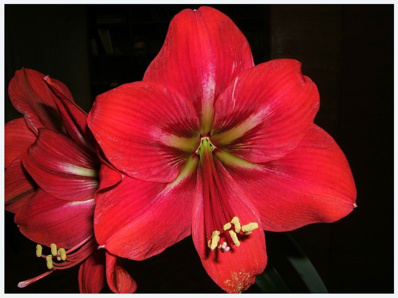 photo "***" tags: nature, macro and close-up, flowers