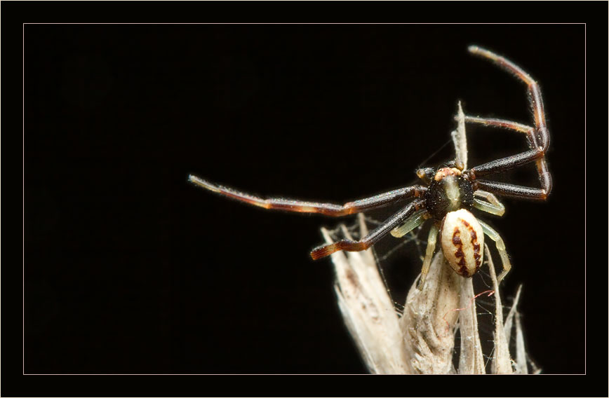 photo "hunter" tags: macro and close-up, nature, insect