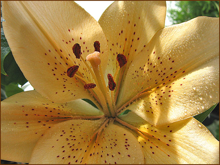 photo "***" tags: macro and close-up, nature, flowers