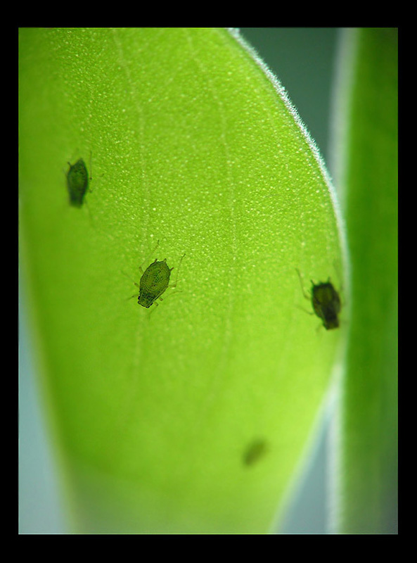 photo "***" tags: macro and close-up, nature, insect