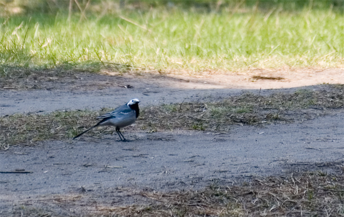 photo "***" tags: nature, wild animals