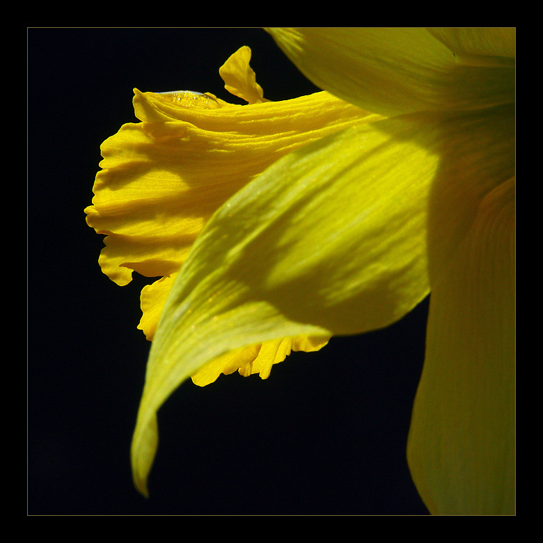 photo "*/" tags: nature, macro and close-up, flowers