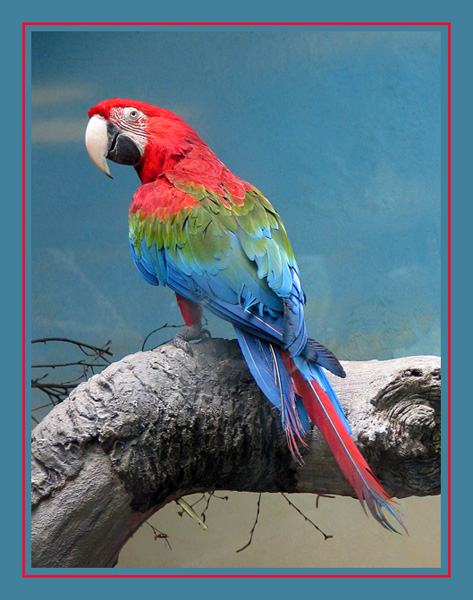 photo "Red-and-green macaw" tags: nature, wild animals