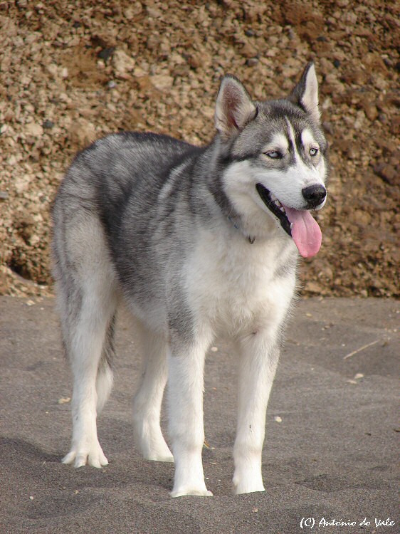 photo "C&#227;o" tags: nature, pets/farm animals