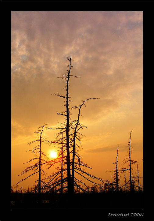 photo "Вечерний этюд" tags: landscape, forest, sunset