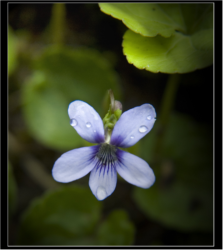 фото "Dog-violet" метки: природа, макро и крупный план, цветы