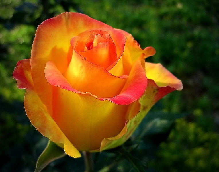 photo "***" tags: nature, flowers