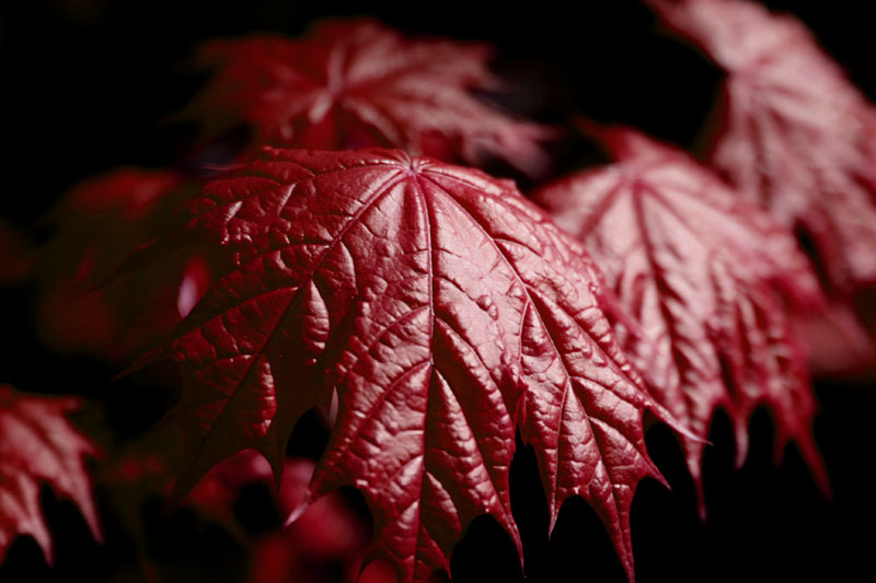 photo "***" tags: nature, abstract, flowers