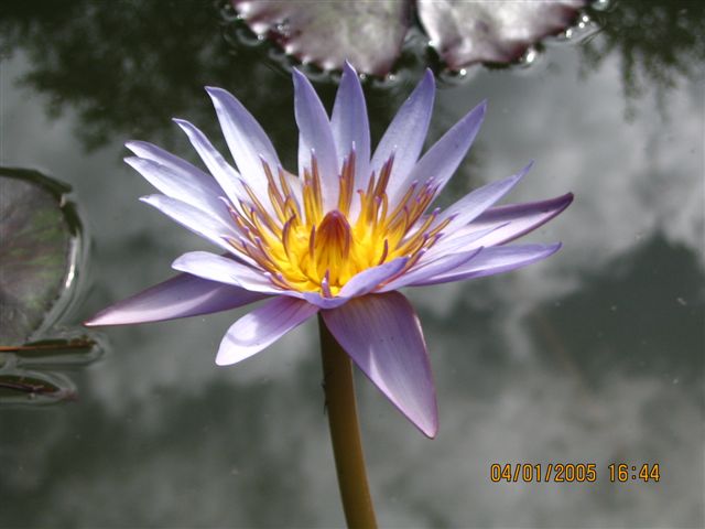 фото "Водная лилия 02" метки: природа, цветы