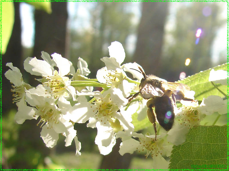 photo "Happy bee" tags: nature, flowers, insect