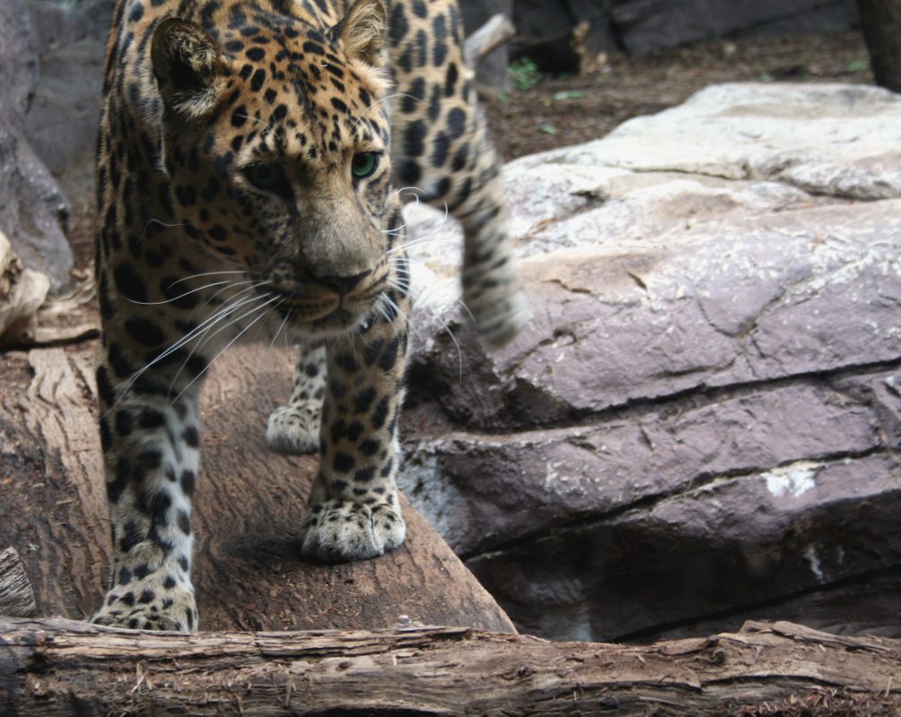 photo "Spotted Movement" tags: nature, wild animals