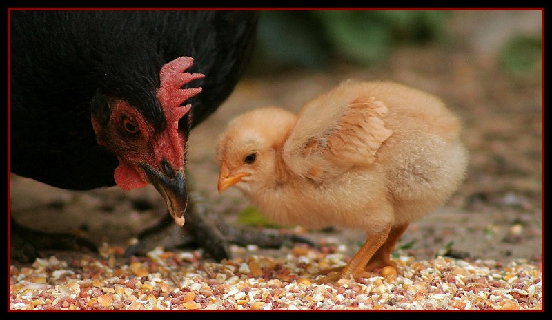 photo "Mama's Little Baby" tags: nature, pets/farm animals