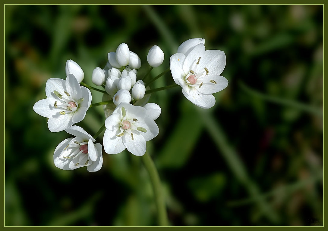 photo "Spring tiny" tags: nature, flowers