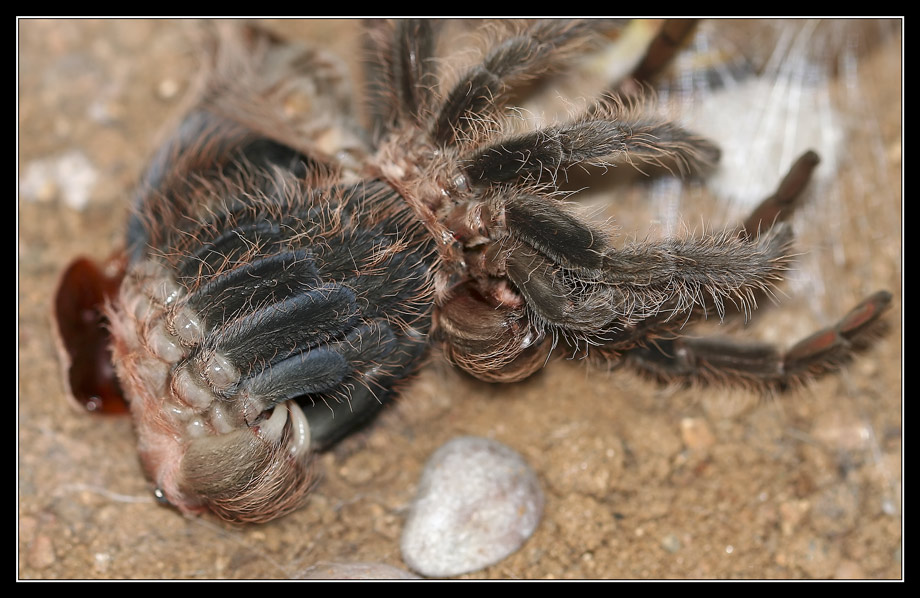 photo "***" tags: nature, macro and close-up, insect