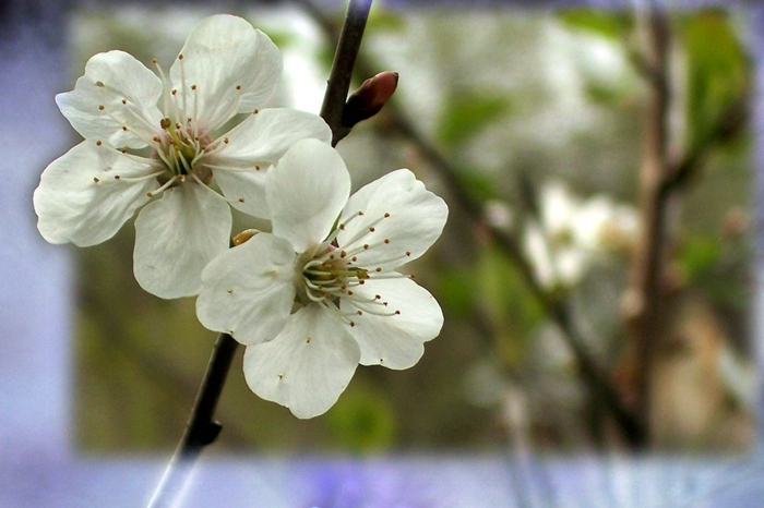 photo "***" tags: nature, flowers