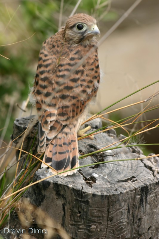 photo "***" tags: nature, wild animals