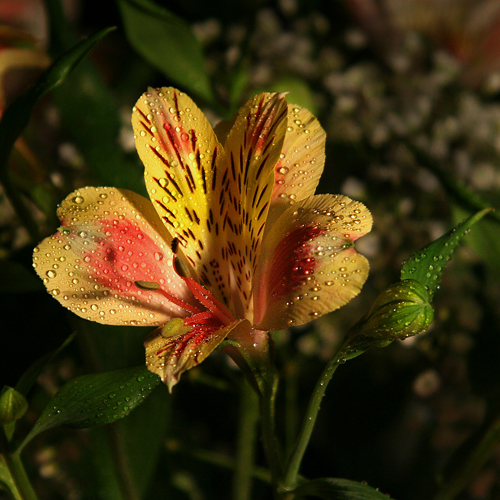 фото "С прошедшим Д Р Ксю:)" метки: макро и крупный план, природа, цветы