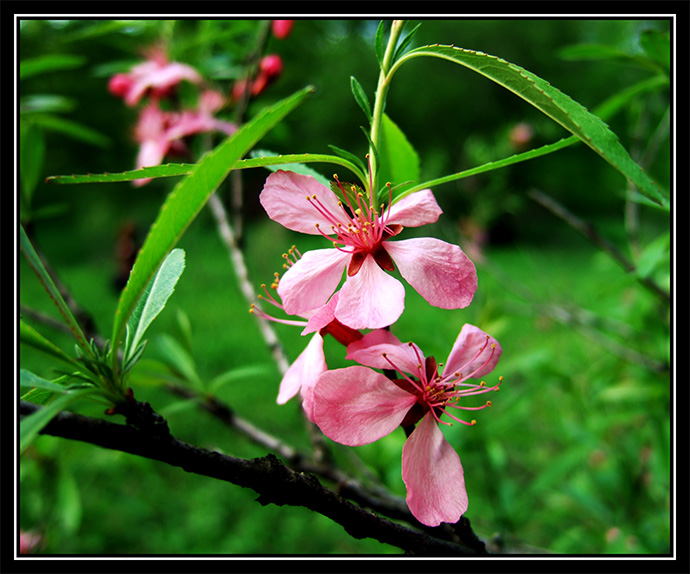 photo "Cherry Flowers" tags: macro and close-up, nature, flowers