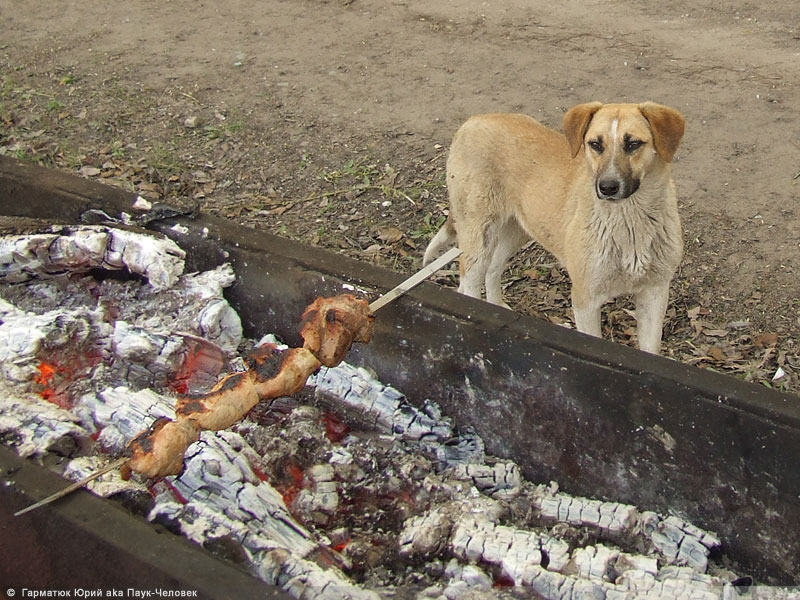 photo "Everybody likes kebabs..." tags: nature, humor, pets/farm animals