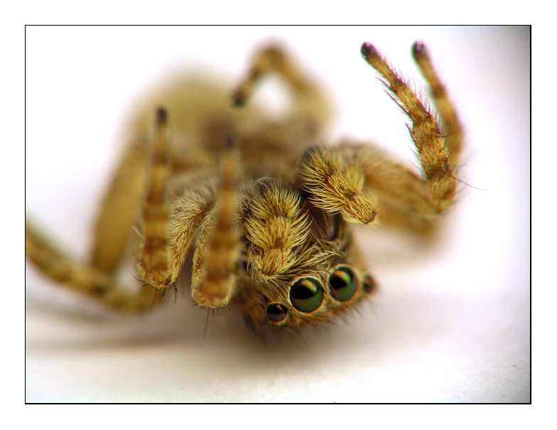 photo "***" tags: macro and close-up, nature, insect