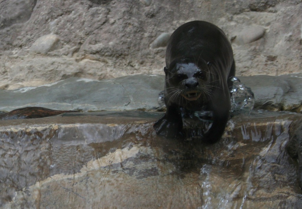photo "An Otter's Wild Slide" tags: nature, wild animals