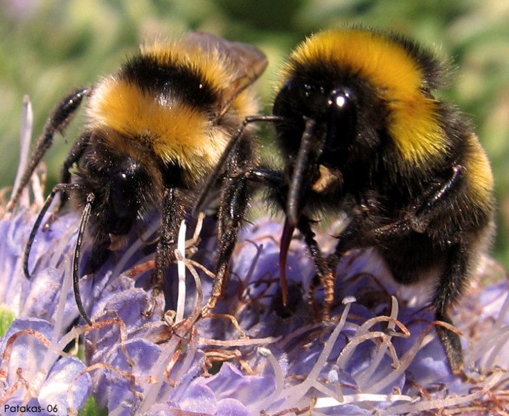 photo "Dinner for Two" tags: macro and close-up, nature, insect