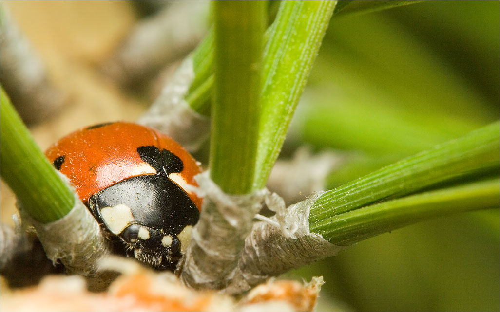 photo "***" tags: macro and close-up, nature, insect