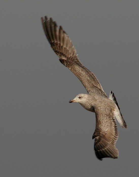 photo "Flight" tags: nature, wild animals