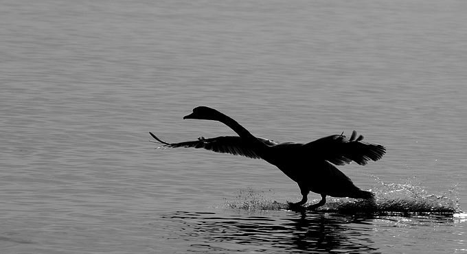 фото "The Swan" метки: природа, дикие животные