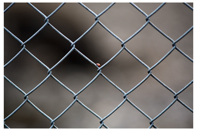 photo "Essentialism" tags: nature, abstract, 
