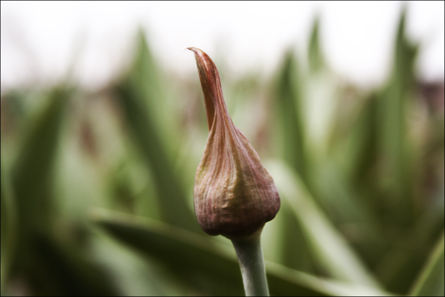 photo "***" tags: nature, macro and close-up, 