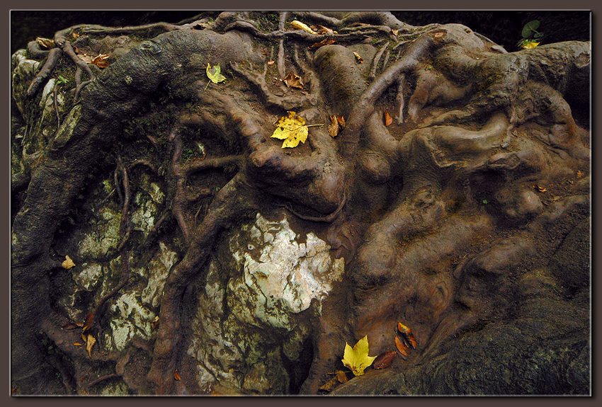 photo "Roots" tags: nature, 