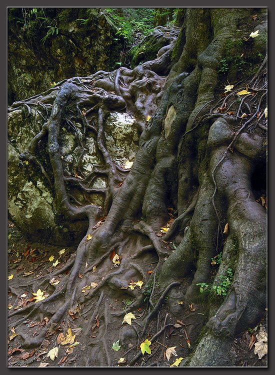 photo "Roots (3)" tags: nature, 