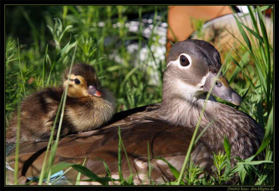 photo "***" tags: nature, wild animals