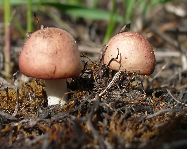 photo "***" tags: macro and close-up, misc., 