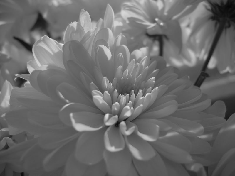 фото "хризантема" метки: природа, цветы