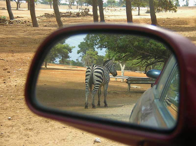 photo "In the rear-view mirror" tags: nature, wild animals