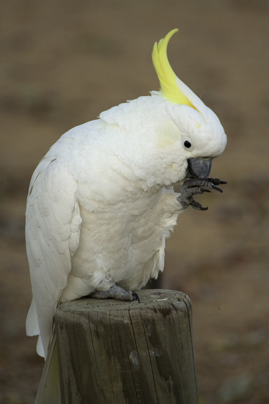 photo "Сockatoo" tags: nature, portrait, wild animals