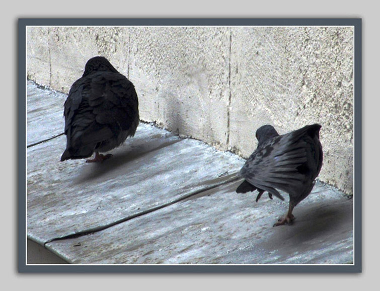 photo "***" tags: humor, 