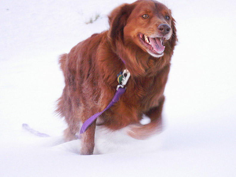 photo "Red is the Color  of Joy" tags: nature, travel, North America, pets/farm animals