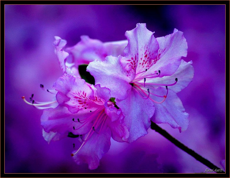 photo "bleu in bleu" tags: nature, macro and close-up, flowers