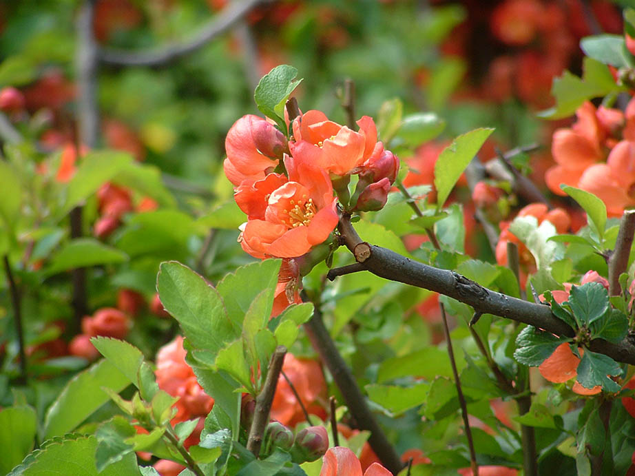 photo "***" tags: nature, flowers